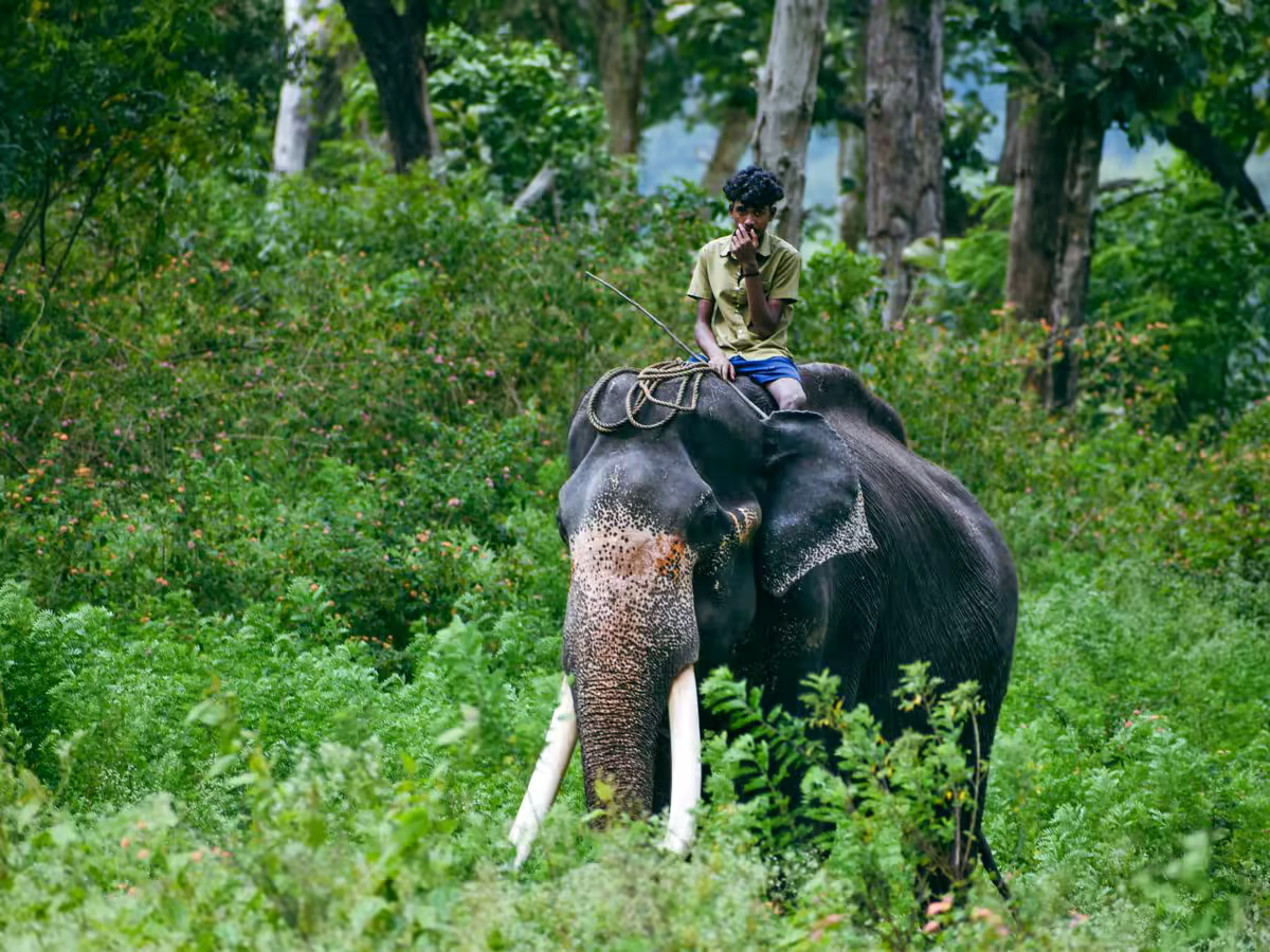 Elephants, Birds and Forest Light: Why Rajaji Feels Different