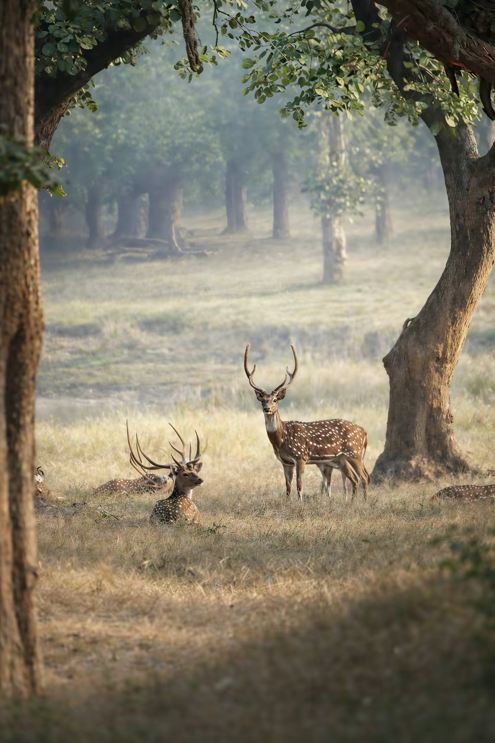 Sambar deer habitat mood in Rajaji