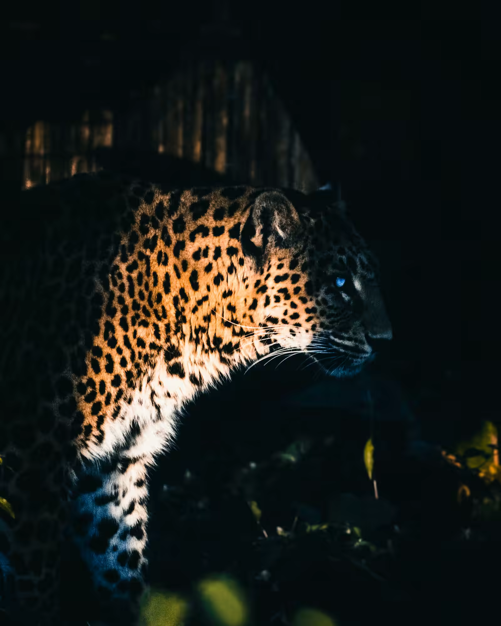 Leopard habitat forest in Rajaji