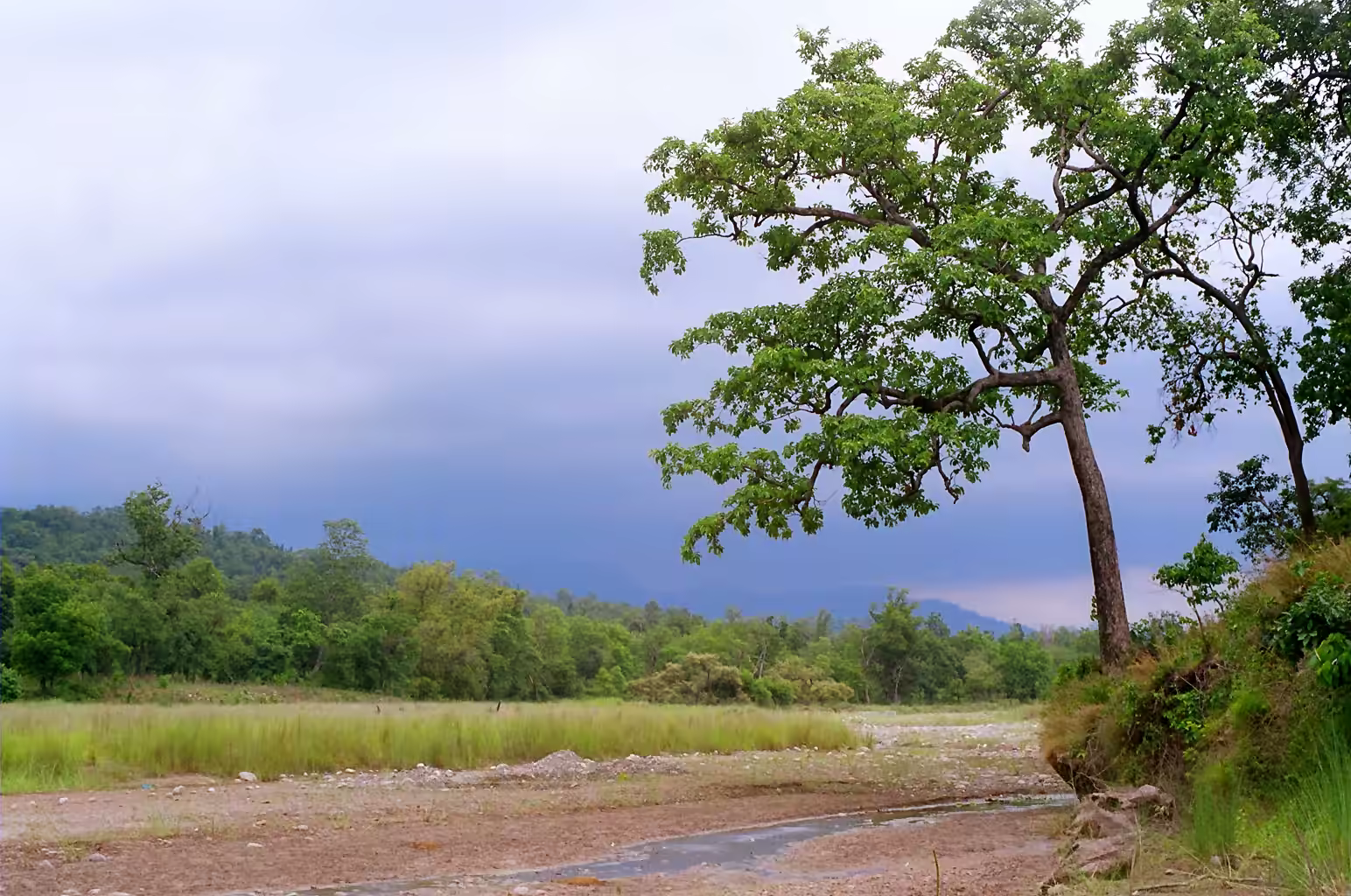 Riverbed landscape inside Rajaji National park