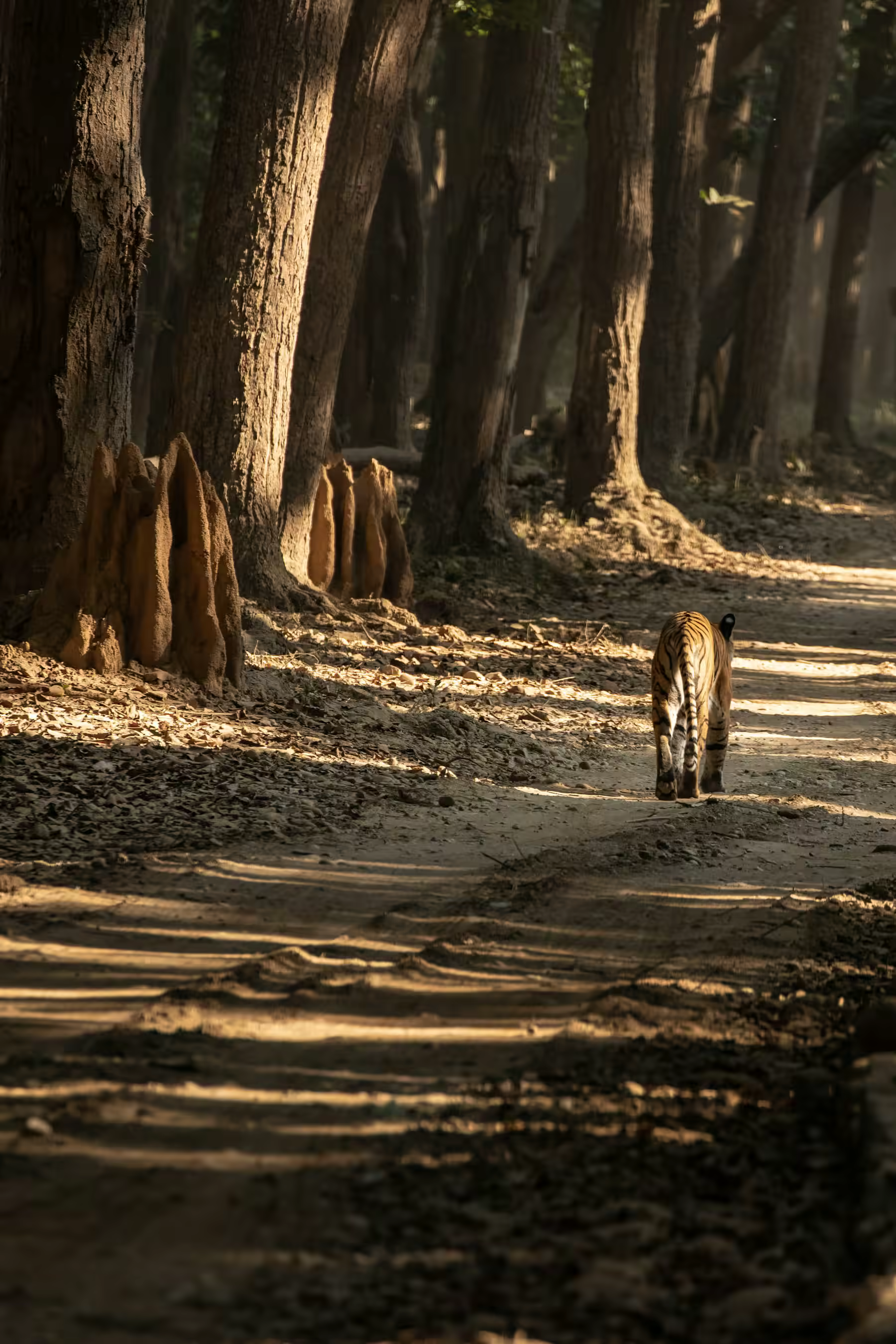 Forest habitat mood related to Mohand Zone Rajaji National park
