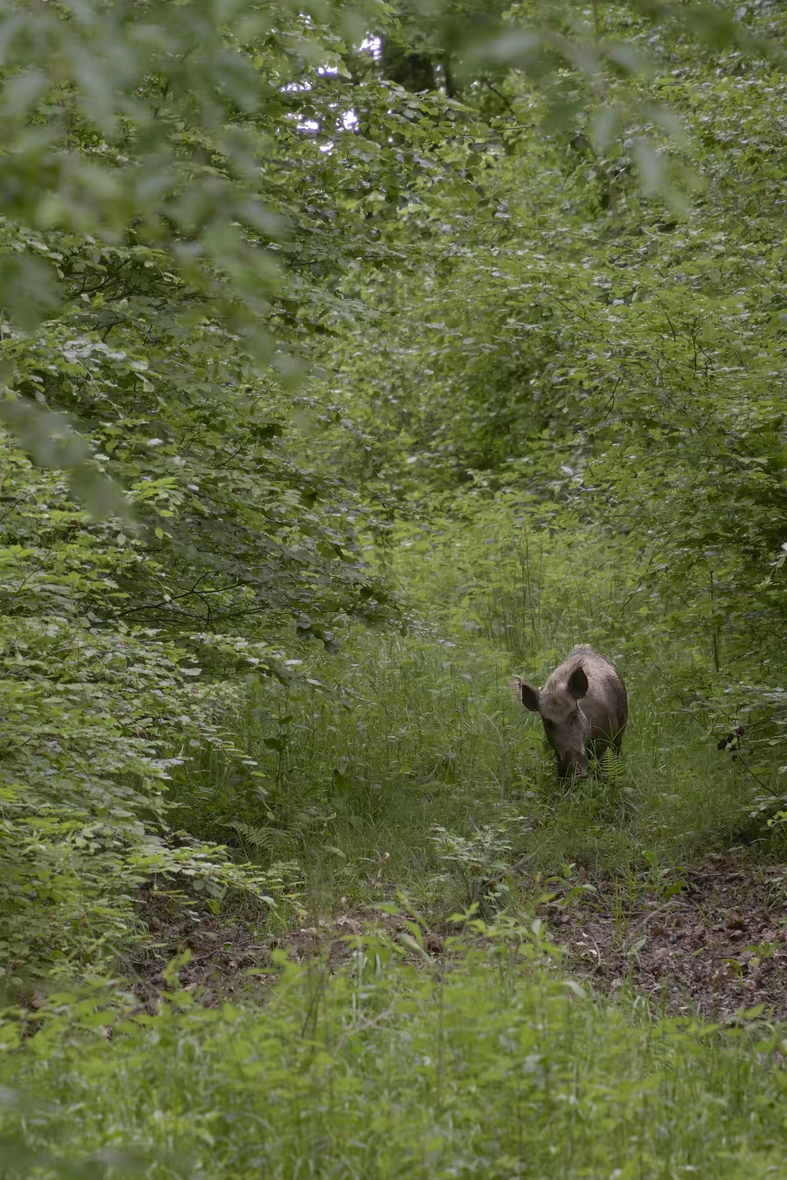 Wild boar in Rajaji forest habitat