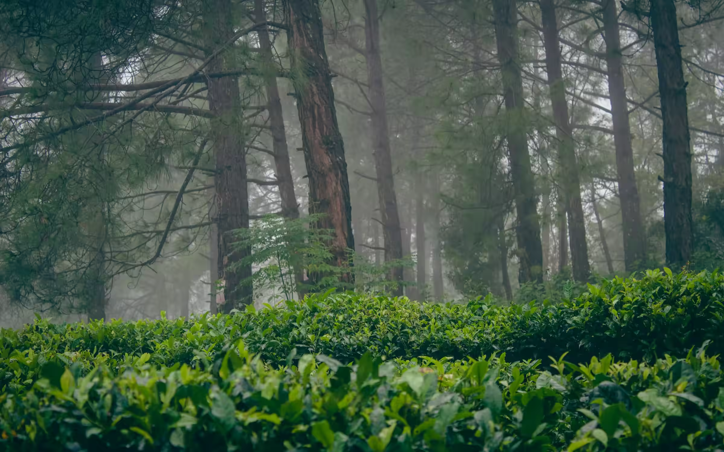 Green forest scenery for Asarori Range