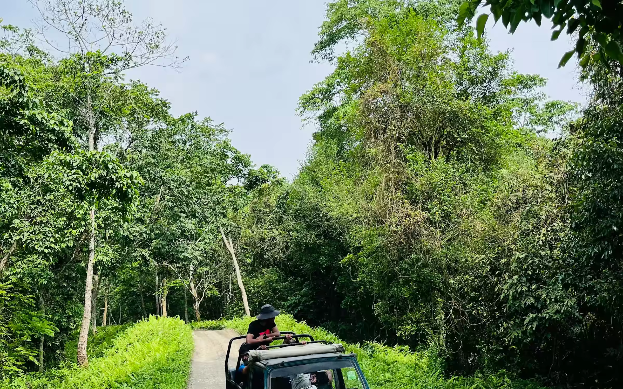 Safari jeep on a forest road for Chilla Zone