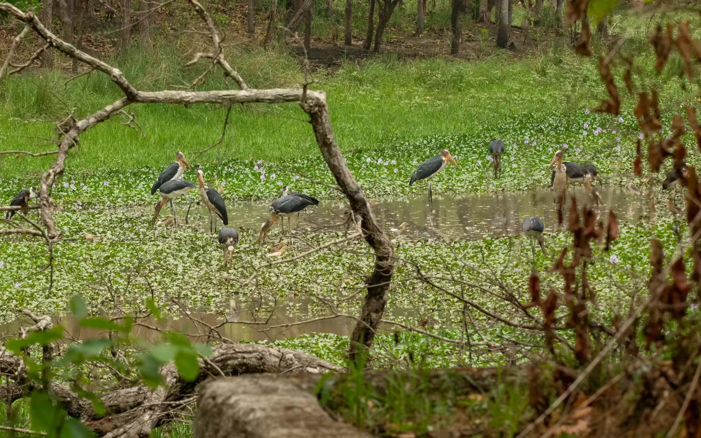 Wetland birds for Jhilmil Jheel safari planning