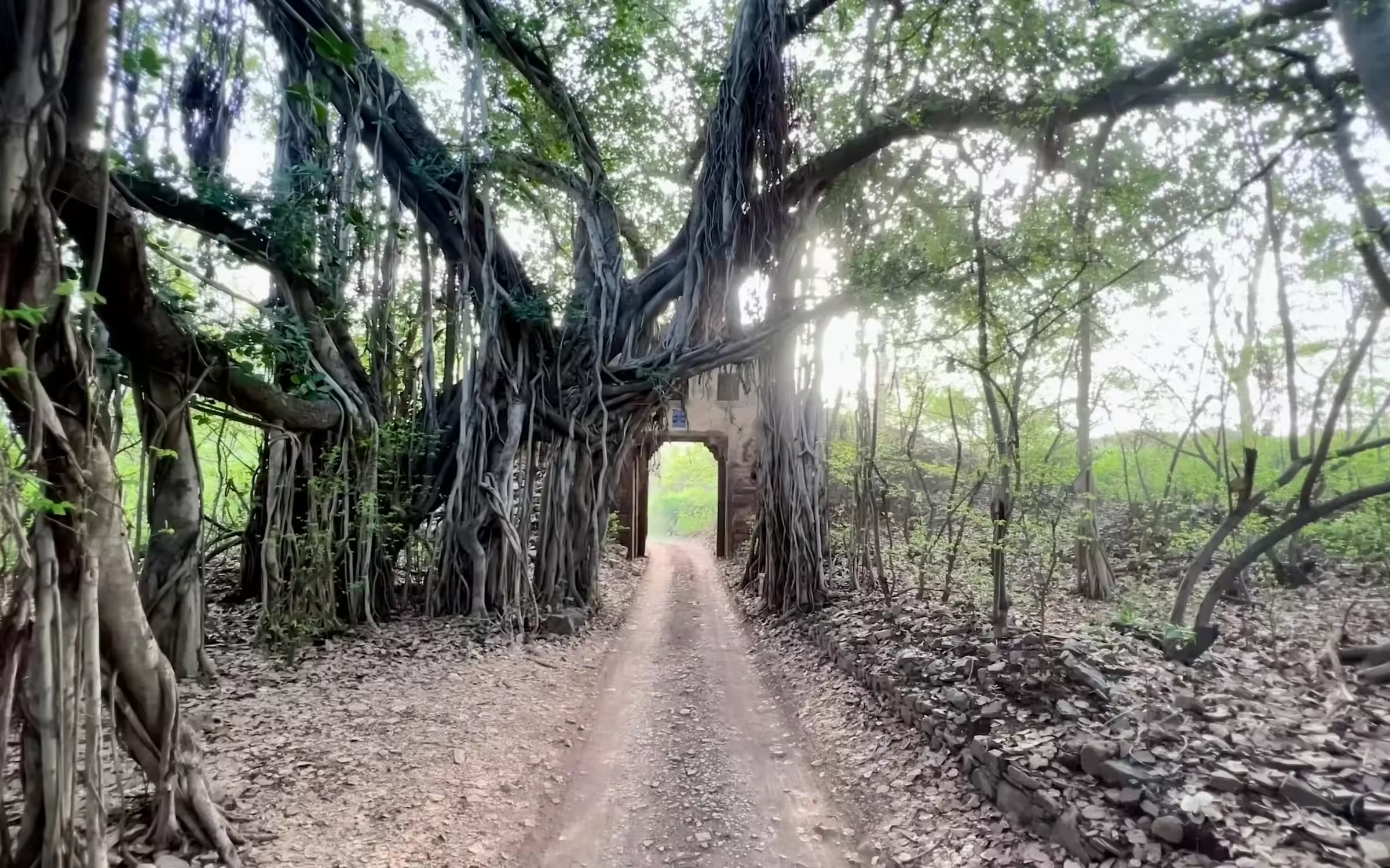 Forest tunnel track for Motichur Zone