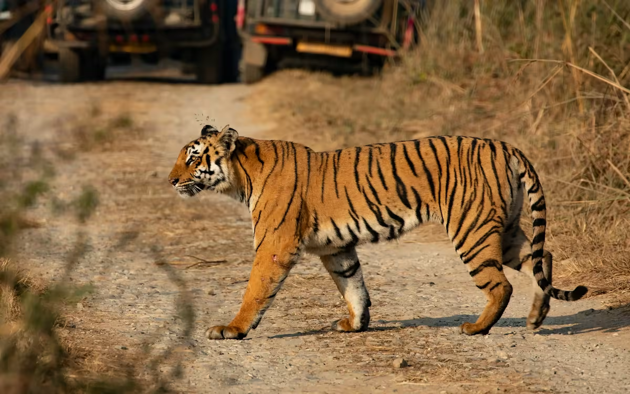 Tiger on a forest road for Ramgarh Range