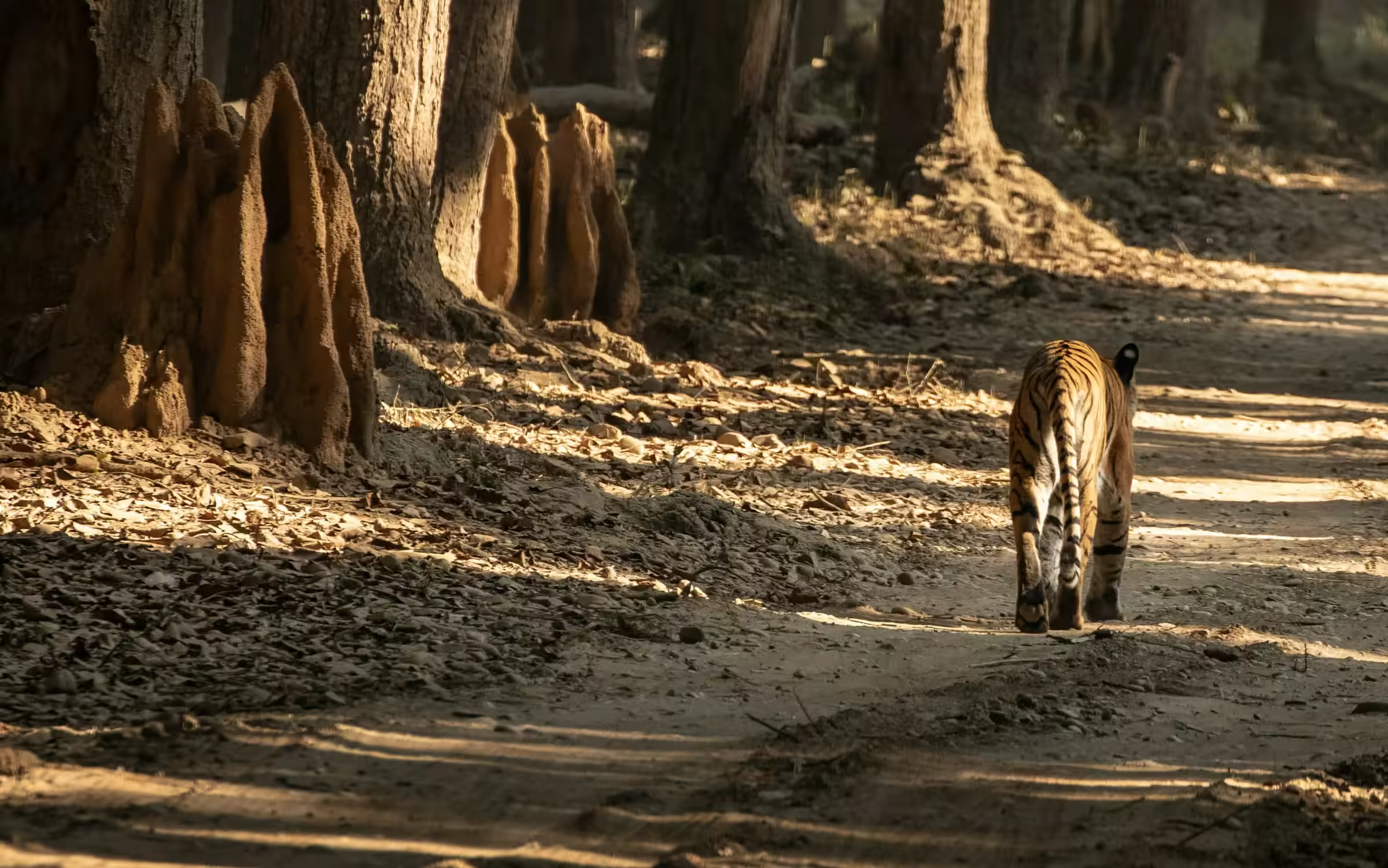 Tiger in forest habitat for Ranipur Zone