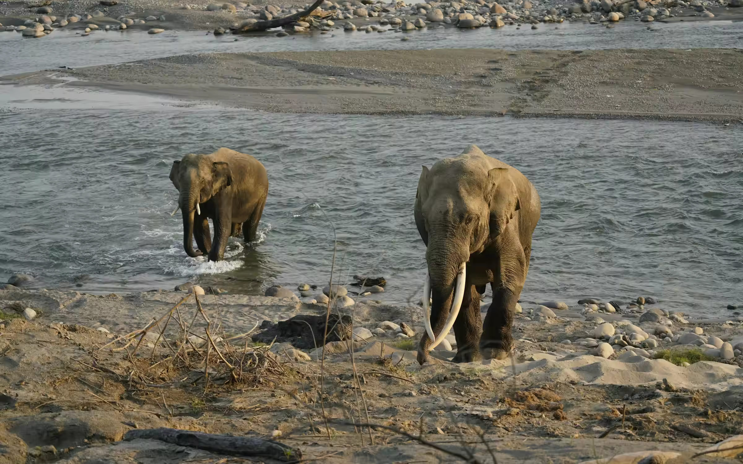 Elephants in water for Rajaji wildlife
